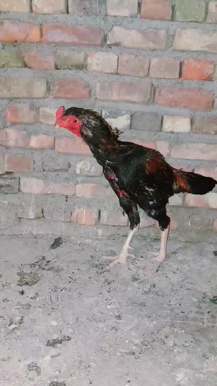 خروس افغان|حیوانات مزرعه|میرجاوه, |دیوار