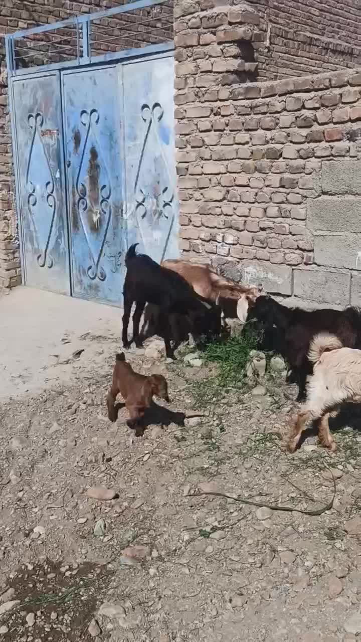 2تاگوسفند زاییده بابزغاله|حیوانات مزرعه|ایرانشهر, |دیوار