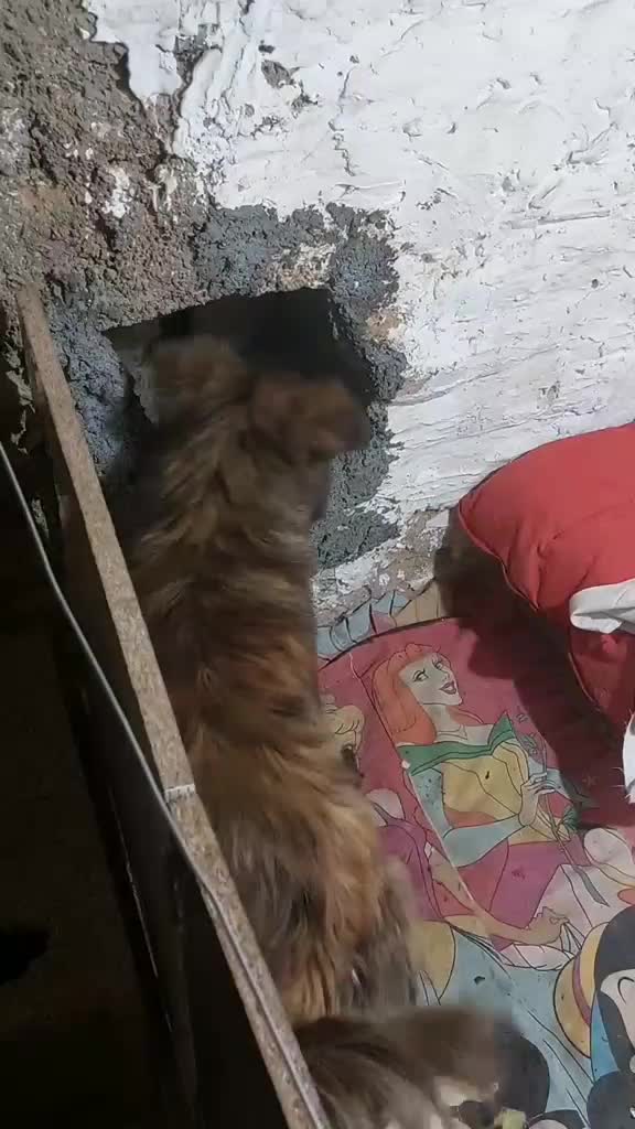 توله سگ پاکوتاه|سگ|بروجن, |دیوار