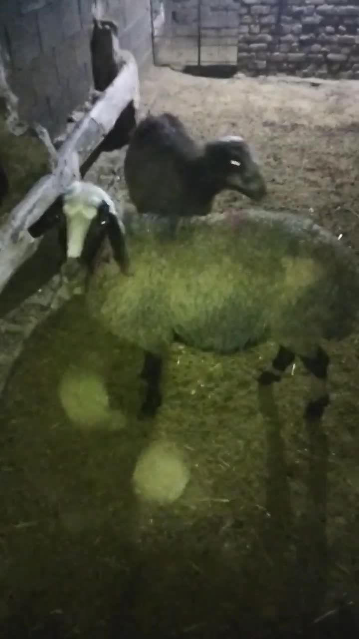 فروش دو راس میش|حیوانات مزرعه|خوانسار, |دیوار