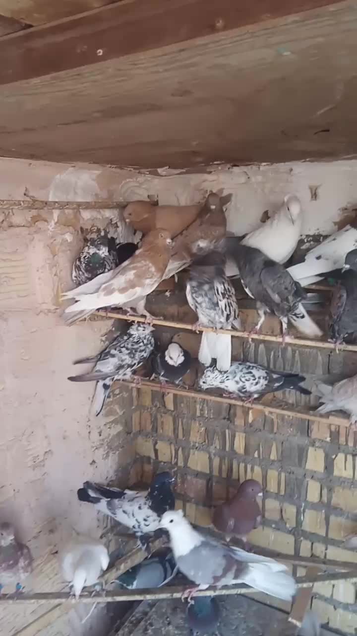 کفتر نقش و پرشی و پلاکی|پرنده|زارچ, |دیوار