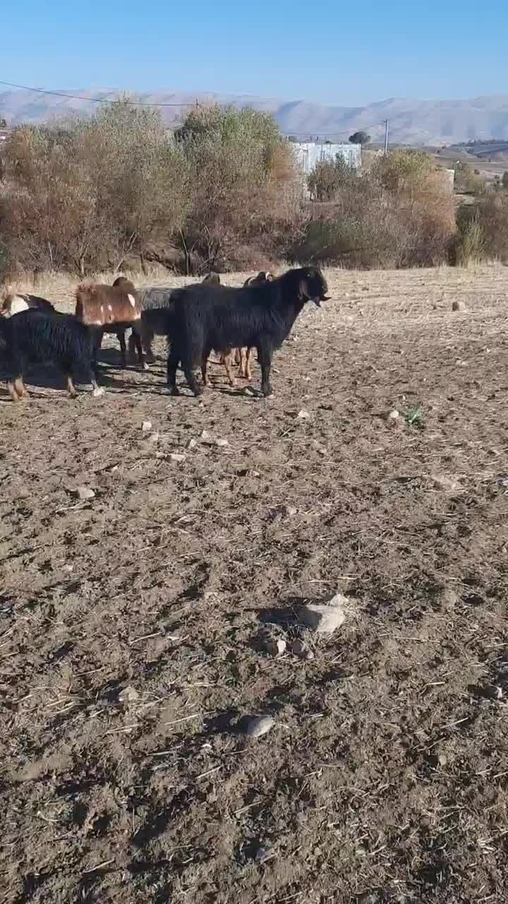 ساورین نژاد دار هلندی|حیوانات مزرعه|گهواره, |دیوار