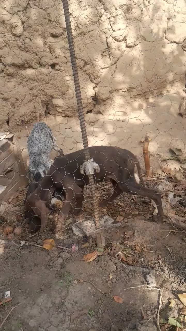 دوعددتوله شکاری ۳ ماهه نژادپوینتر|سگ|مشگین شهر, |دیوار