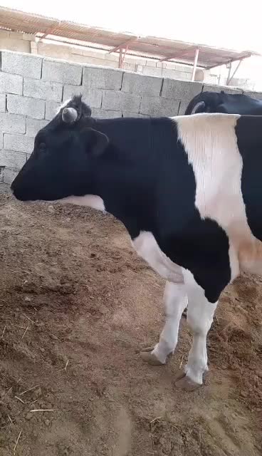 گوساله نر چاق|حیوانات مزرعه|شیراز, زرگری|دیوار