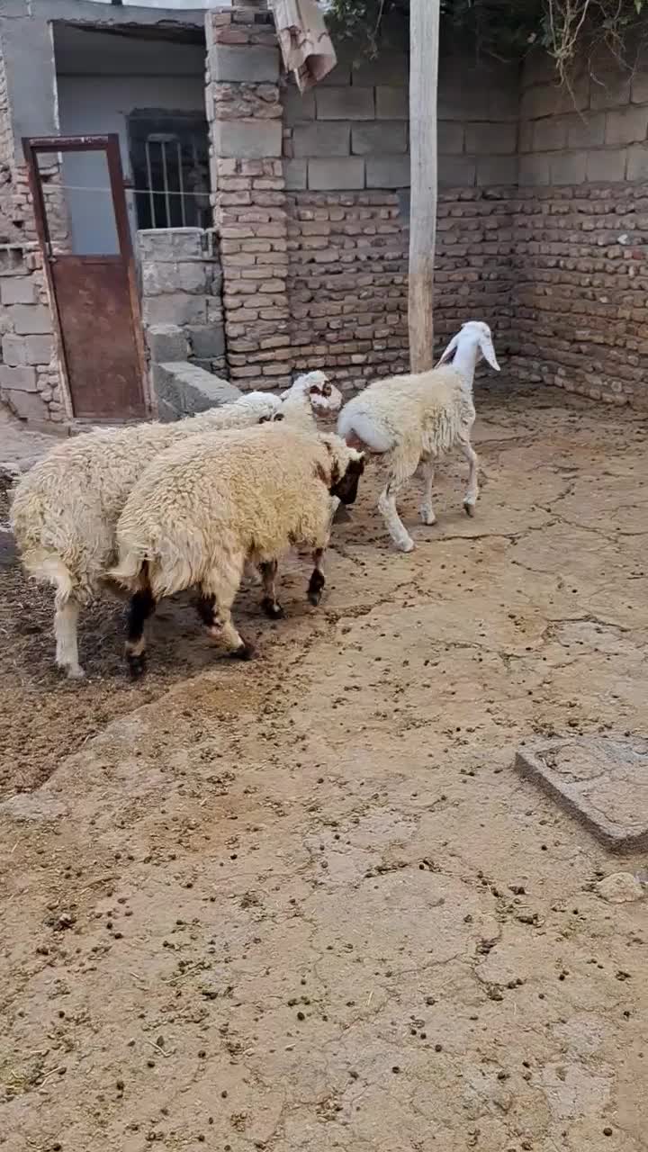 جمعی|حیوانات مزرعه|تربت جام, میان جام|دیوار