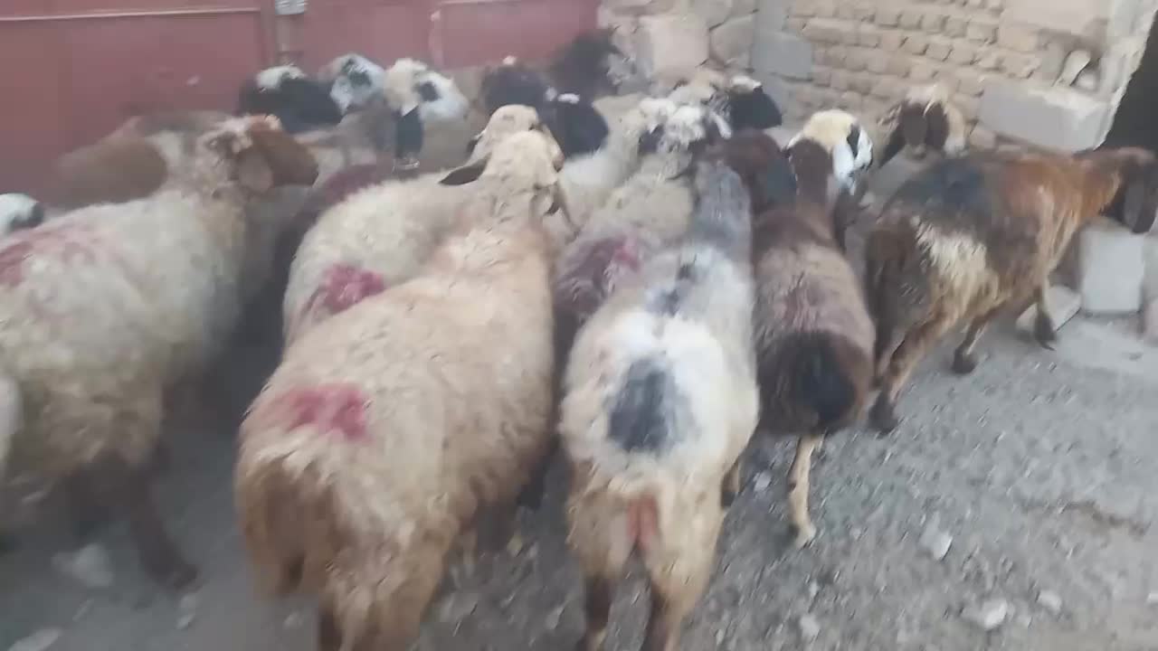 میش|حیوانات مزرعه|شیراز, بازار|دیوار
