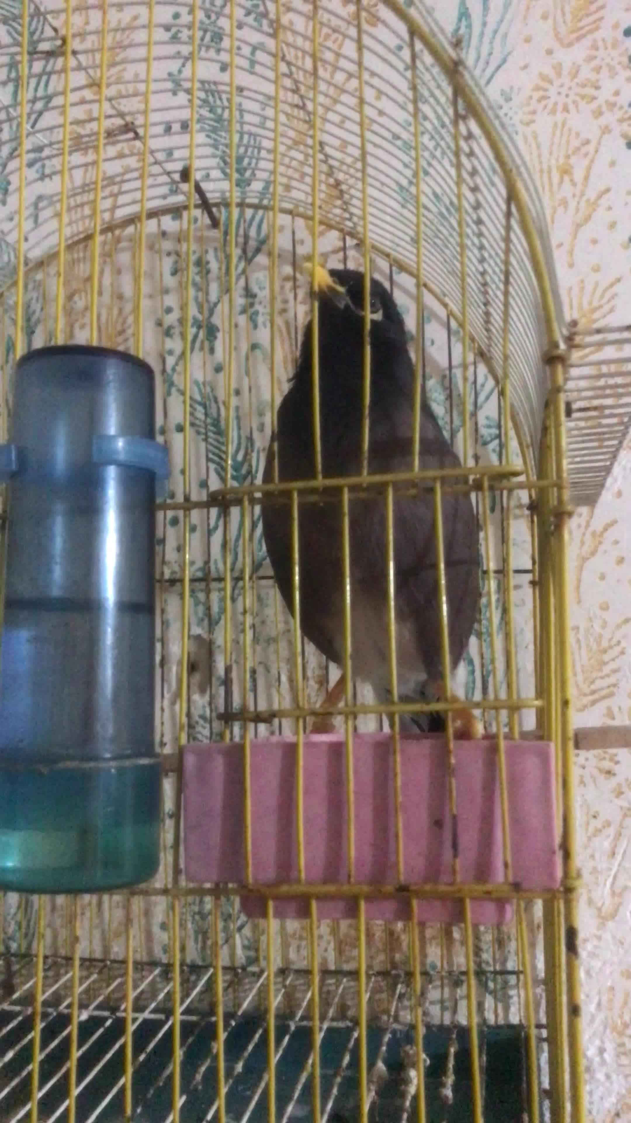 مینا سخنگو وراج|پرنده|گنبد کاووس, |دیوار