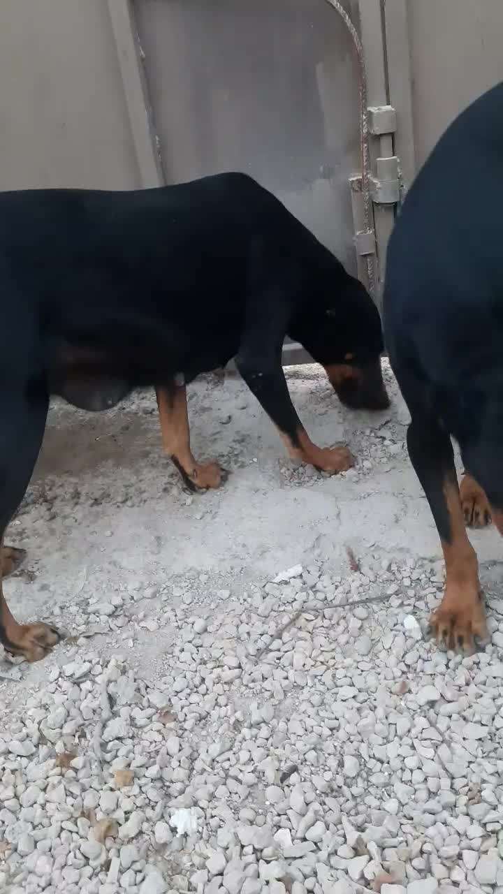 سگ دوبرمن|سگ|بوشهر, |دیوار