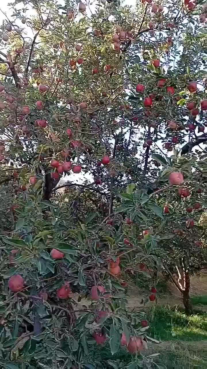 سیب قرمز درجه یک و دو درسردخانه|خوردنی و آشامیدنی|تبریز, |دیوار