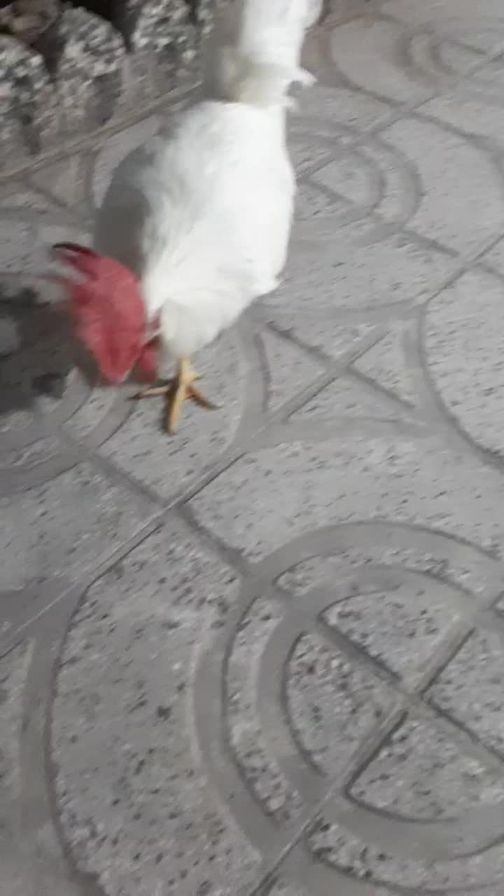 خروس دستی|حیوانات مزرعه|فردوسیه, |دیوار