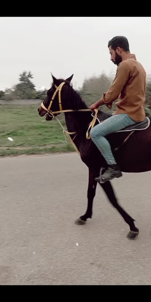 اسب کرد|اسب و تجهیزات اسبسواری|فومن, |دیوار