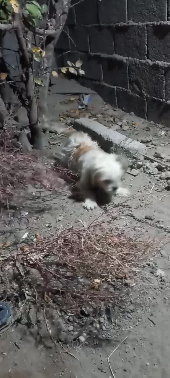 سگ ماده|سگ|خاروانا, |دیوار