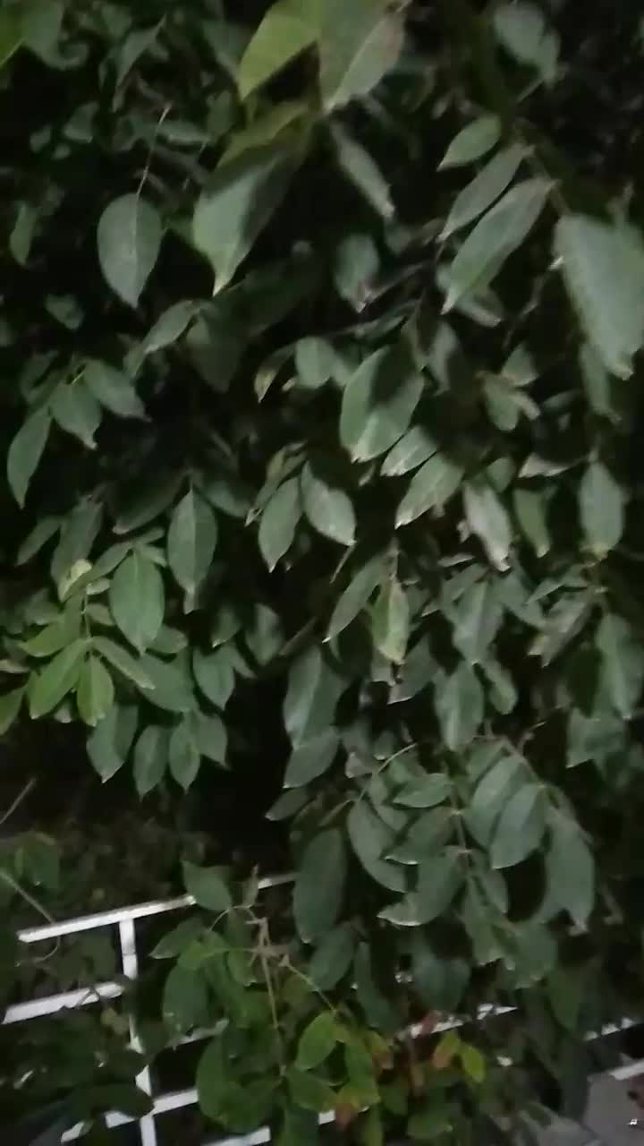 اجاره اقامتگاه سالیانه|اجارهٔ خانه و ویلا|گالیکش, |دیوار