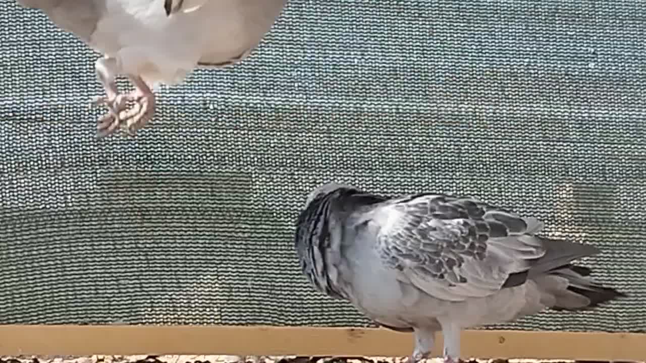 دسته 13تایی|پرنده|یزد, |دیوار