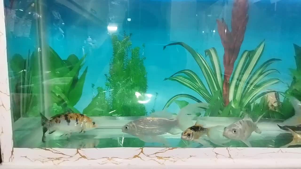 کوی فیش|ماهی|تبریز, |دیوار