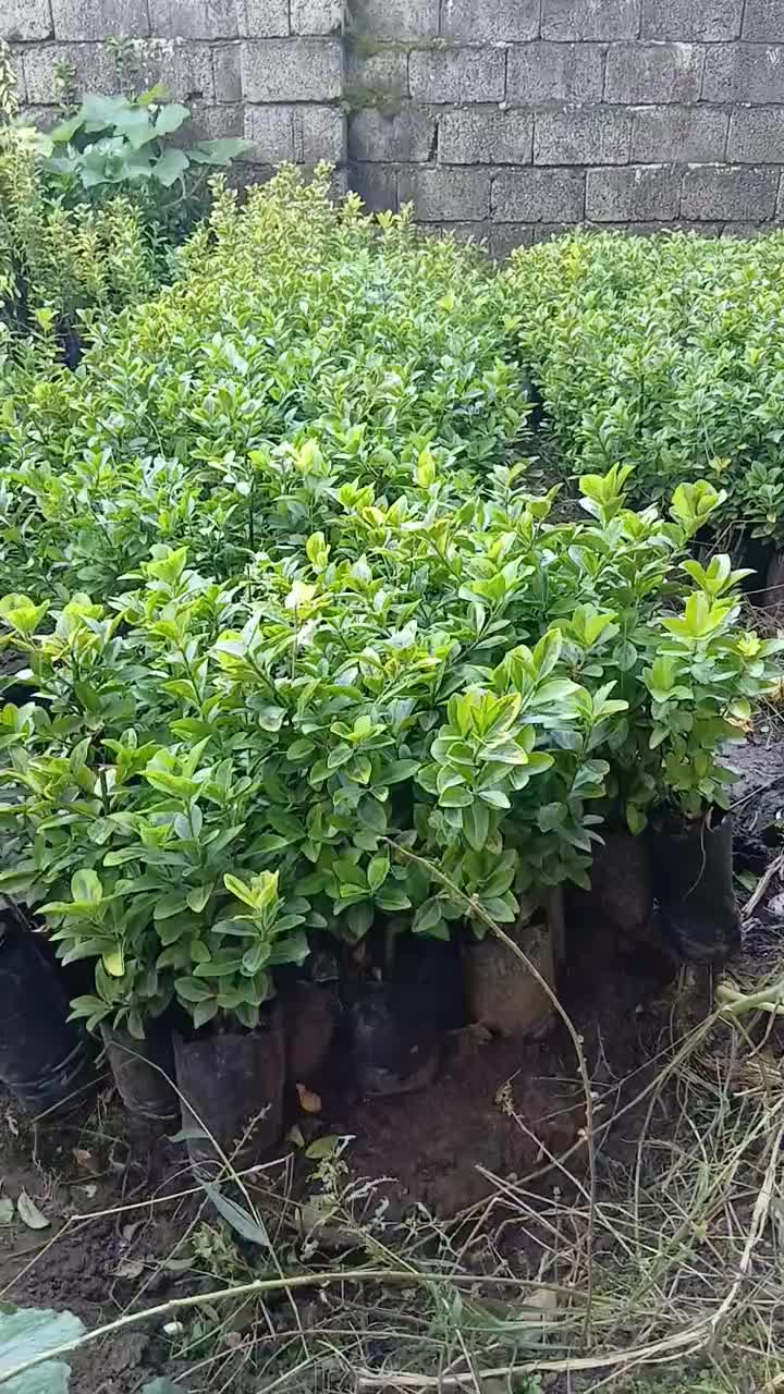 فروش،گل شمشاد|گل و گیاه طبیعی|رشت, استقامت ۱|دیوار