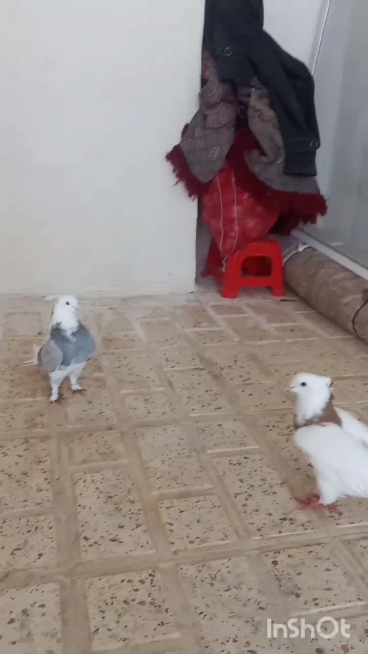 کفتر|پرنده|اسلامآباد غرب, |دیوار