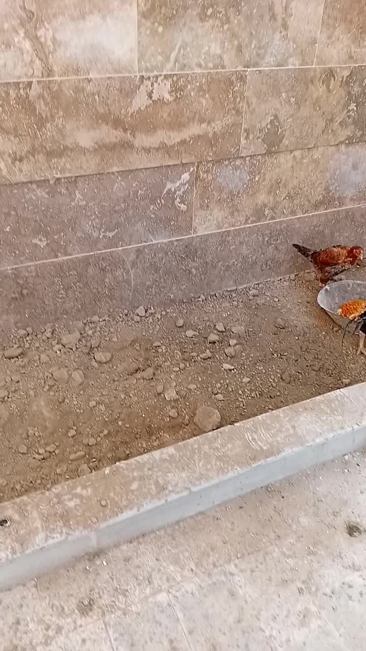 مرغ و خروس لاری|حیوانات مزرعه|گلبهار, شهر جدید گلبهار|دیوار