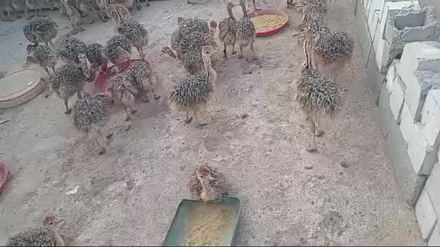 فروش جوجه شتر مرغ یک ماهه|حیوانات مزرعه|تهران, وردآورد|دیوار