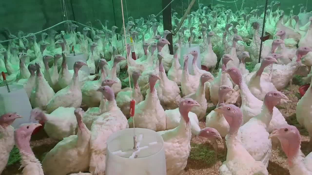 بوقلمون گوشتی طبیعی|حیوانات مزرعه|الشتر, |دیوار