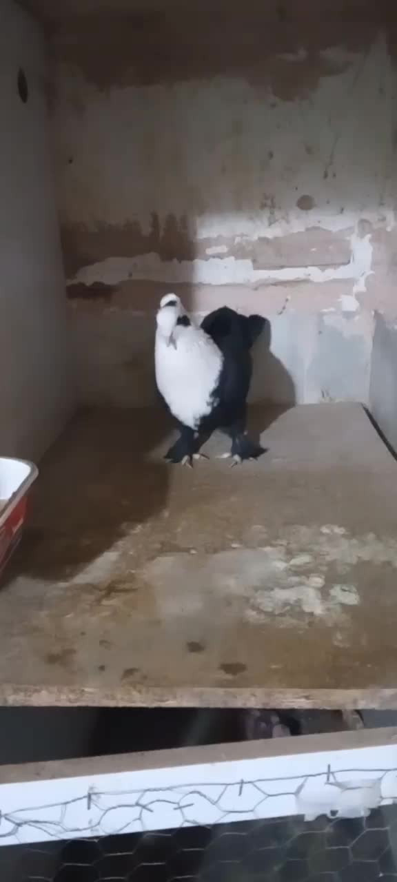 کفتر کلاغ کربلایی ( کلهسفید)|پرنده|تربتحیدریه, آغوی|دیوار