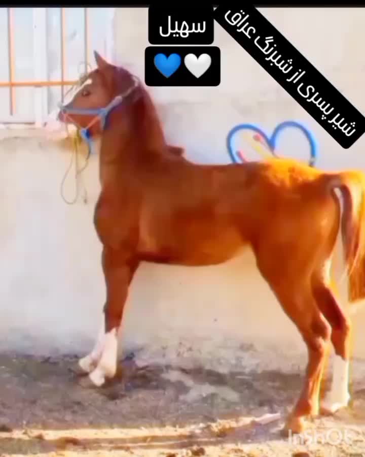 اسب کورد|اسب و تجهیزات اسب‌سواری|سامن, |دیوار