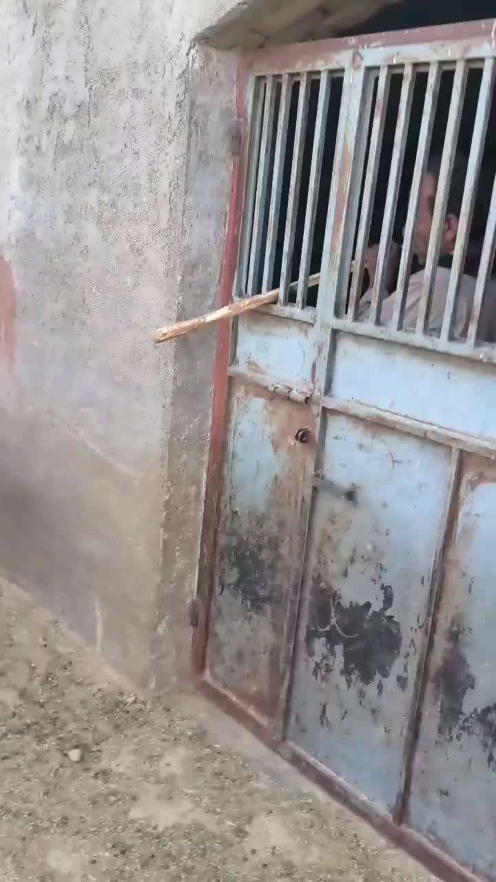 سگ.|سگ|قم, پردیسان|دیوار