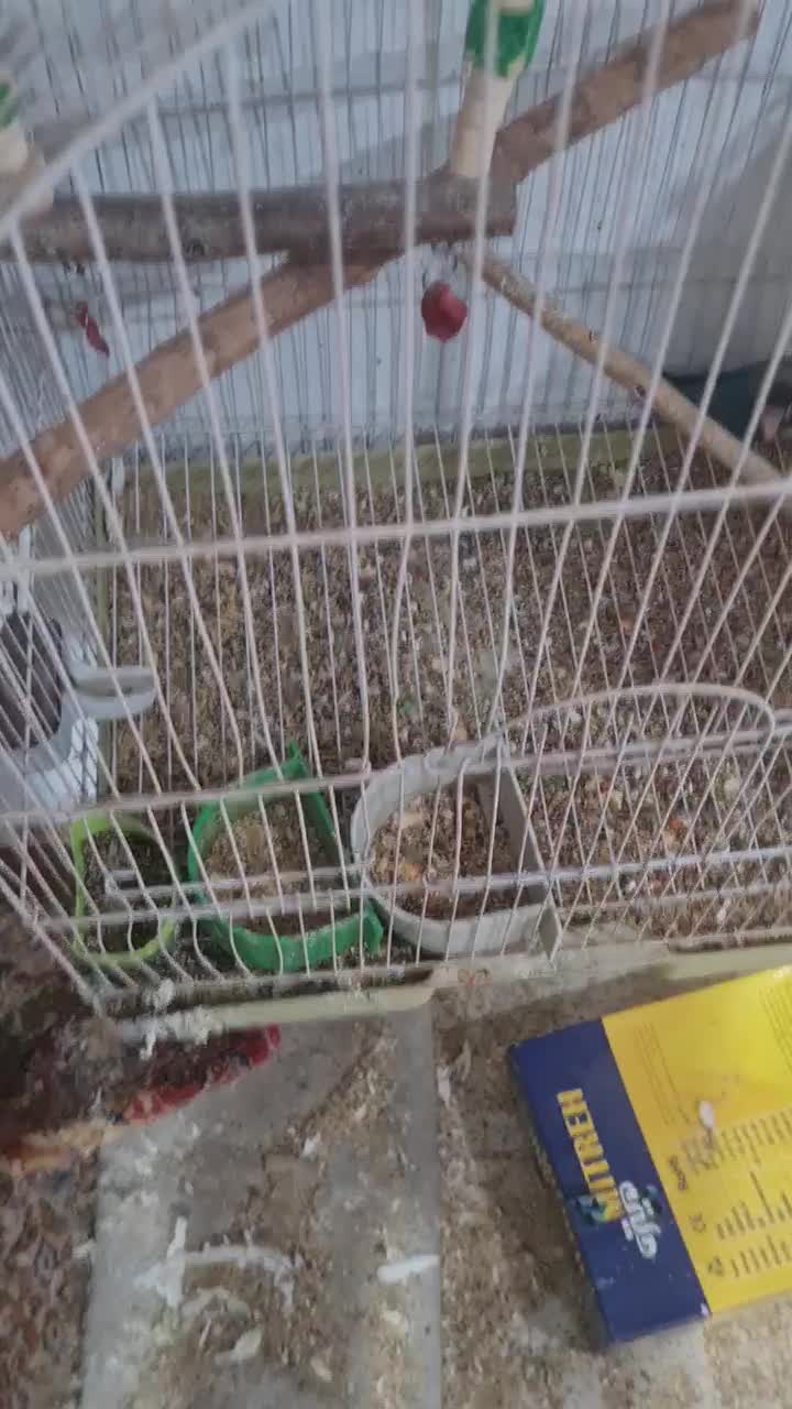 سهره درجه ۱|پرنده|یزد, |دیوار