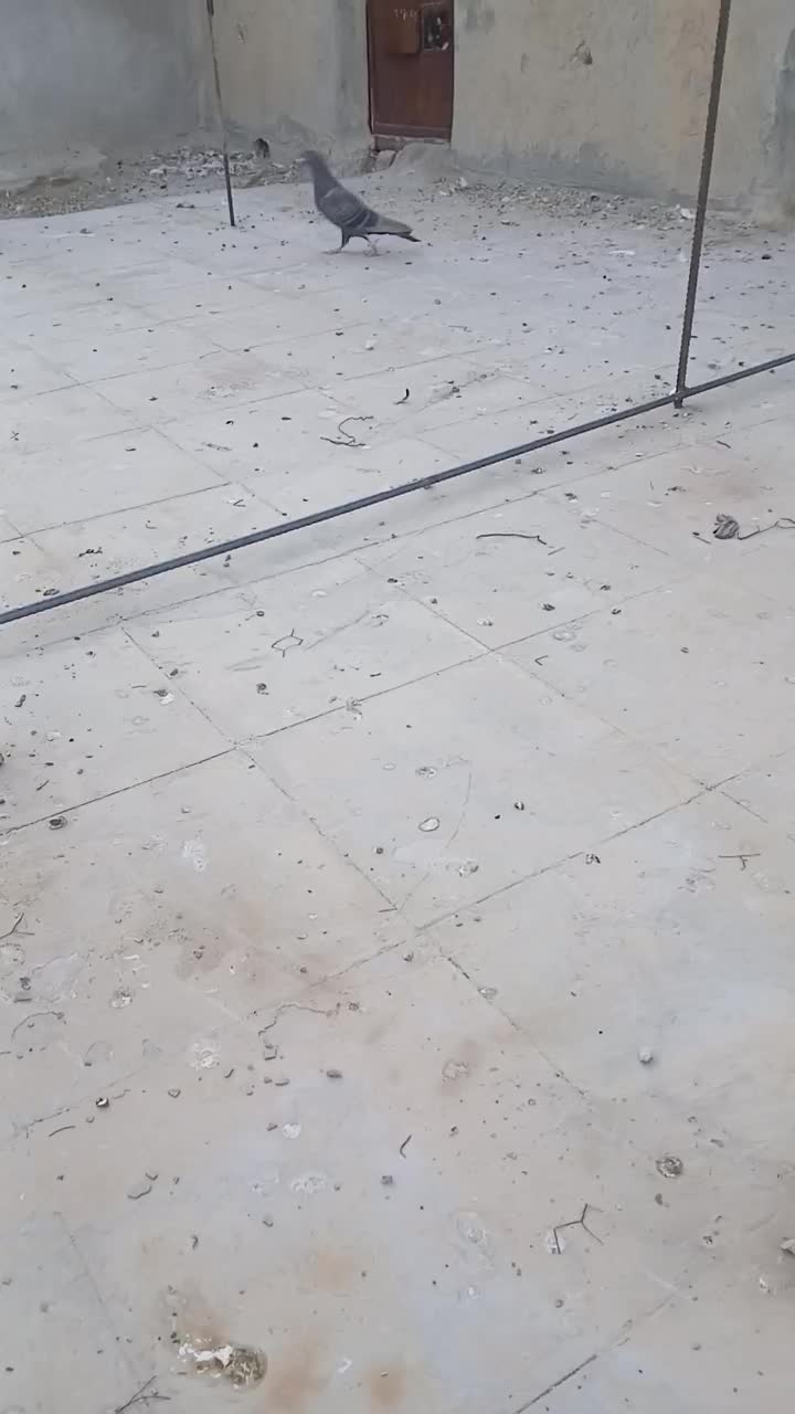 کبوتر قهوای|پرنده|کازرون, |دیوار