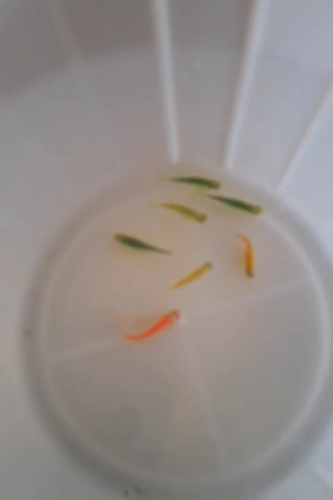 اکواریوم|ماهی|فردیس, شهرک ۱۱۰|دیوار