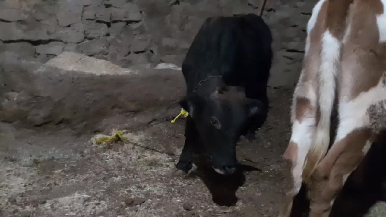 گاووگوساله  گوشت|حیوانات مزرعه|دیواندره, |دیوار