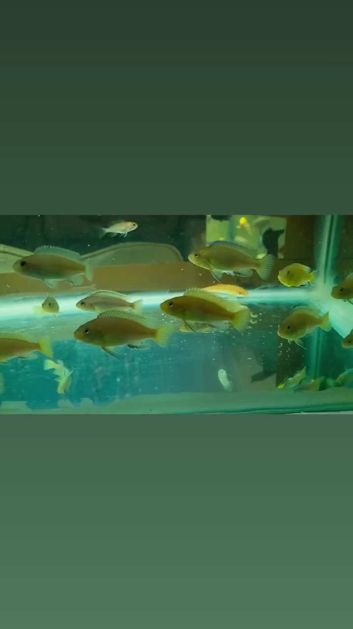 ماهی سیچلاید ماکرو زرد|ماهی|مرند, |دیوار