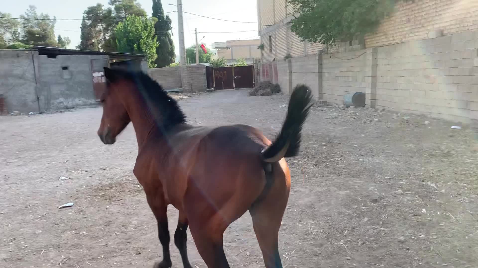 اسب|اسب و تجهیزات اسب‌سواری|مرودشت, استادیوم‎|دیوار