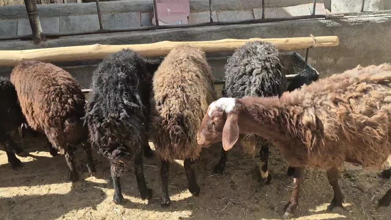 میش و بره|حیوانات مزرعه|اراک, |دیوار