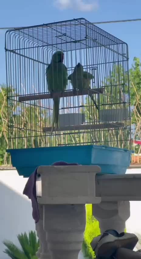 یک جفت ملنگو کارداده|پرنده|کرج, محمد آباد|دیوار