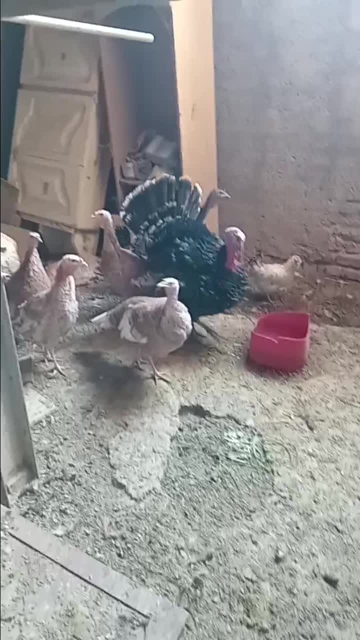 بوقلمون|حیوانات مزرعه|پیشوا, |دیوار