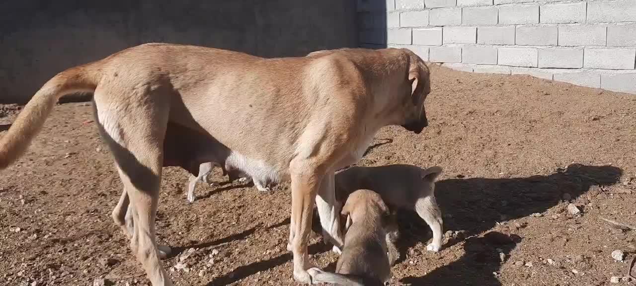 فروش سگماده عراقی آماده جفت گیری|سگ|قیدار, |دیوار