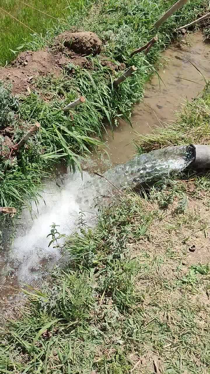 فروشنده برنج ایرانی|خوردنی و آشامیدنی|تهران, مخصوص|دیوار