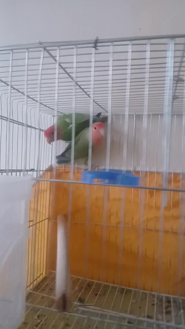 کوتوله اوبال صورت هلویی|پرنده|شاهین‌شهر, حافظ جنوبی|دیوار