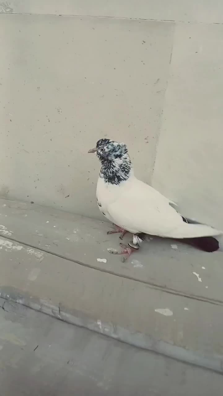 کفتر خوب واسه پرش یا جوجه گیری|پرنده|ایلخچی, |دیوار