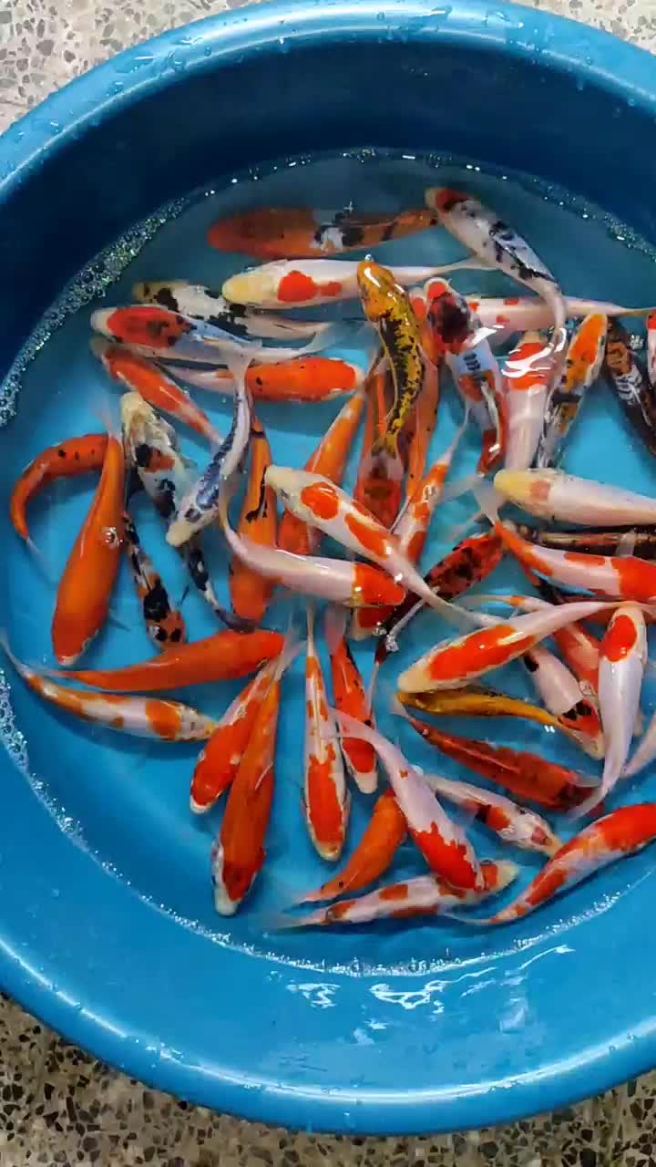 پک ماهی کوی صد در صد نژاد|ماهی|خمینی‌شهر, |دیوار