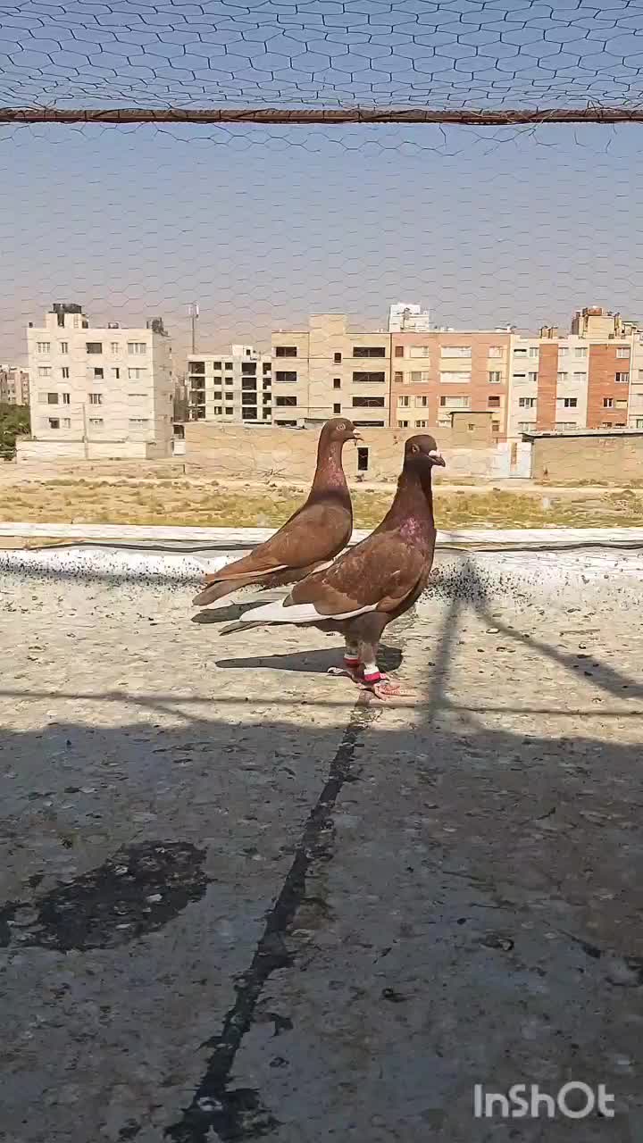 ۵ تا پلاکی تبعیدی بی نظیر|پرنده|شیراز, دشت چنار|دیوار
