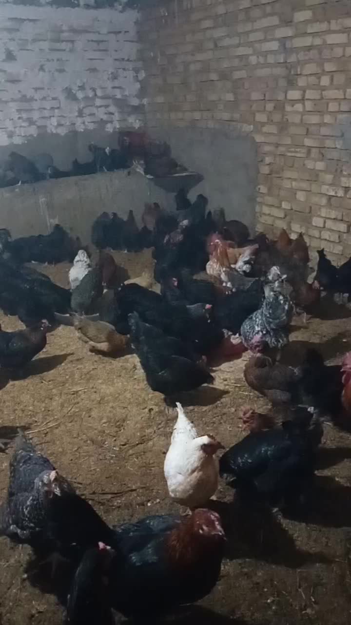 فروش بالای ۵۰ تا|حیوانات مزرعه|خرمدره, |دیوار