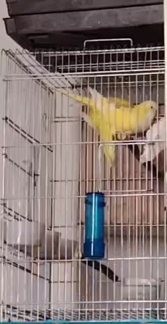 ۳جفت راهب مولد دم تخم|پرنده|کرج, شاهین‌ویلا|دیوار