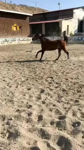 مادیون کورد خالص پرخون ارام|اسب و تجهیزات اسب‌سواری|تبریز, |دیوار