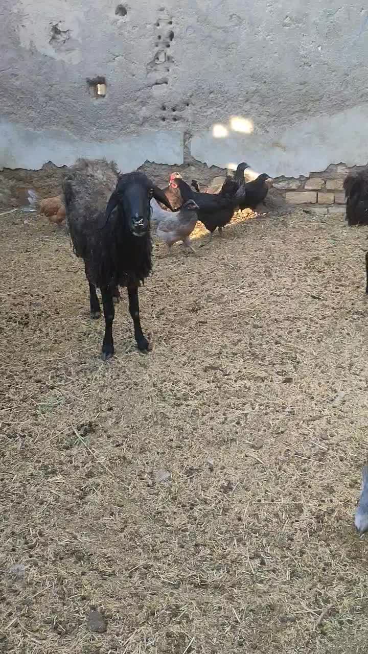 بره و بزغاله شیری میش بره دار چپش بز بزغاله دار|حیوانات مزرعه|قم, شهر قائم|دیوار