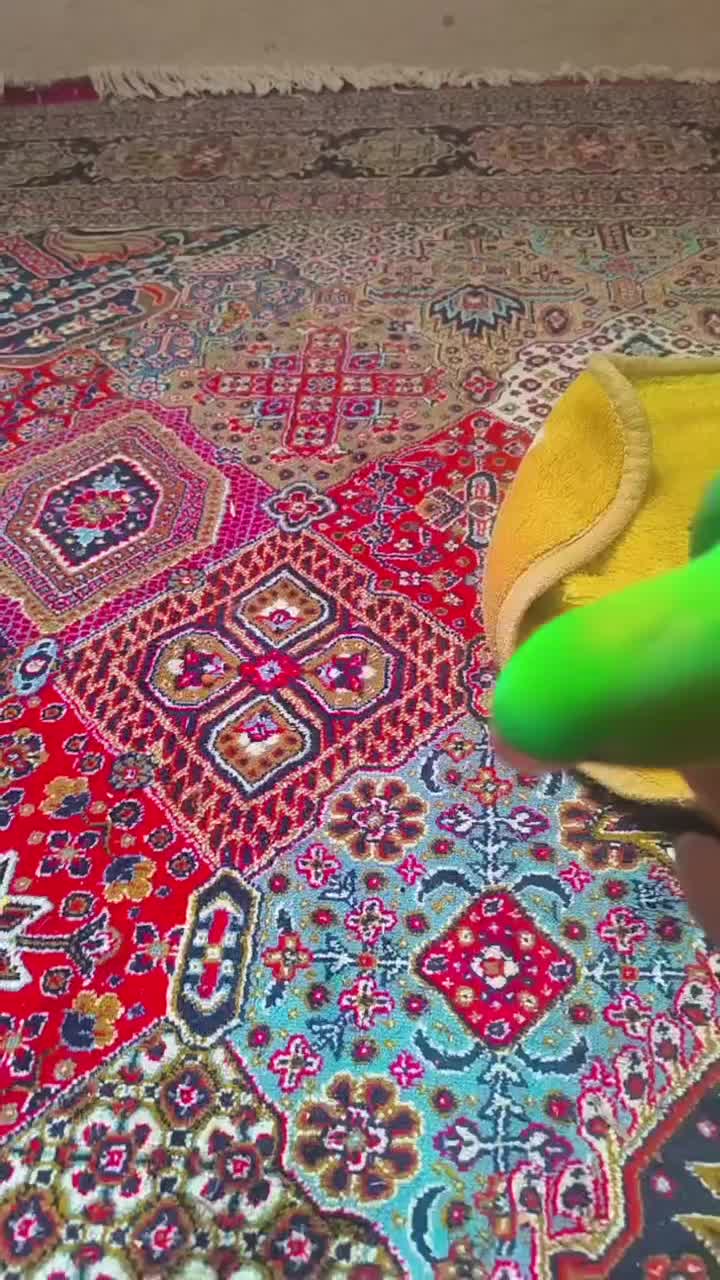 شاه طوطی کینگ سایز نر سخنگو دستی ۷ماهه|پرنده|خمینی‌شهر, |دیوار