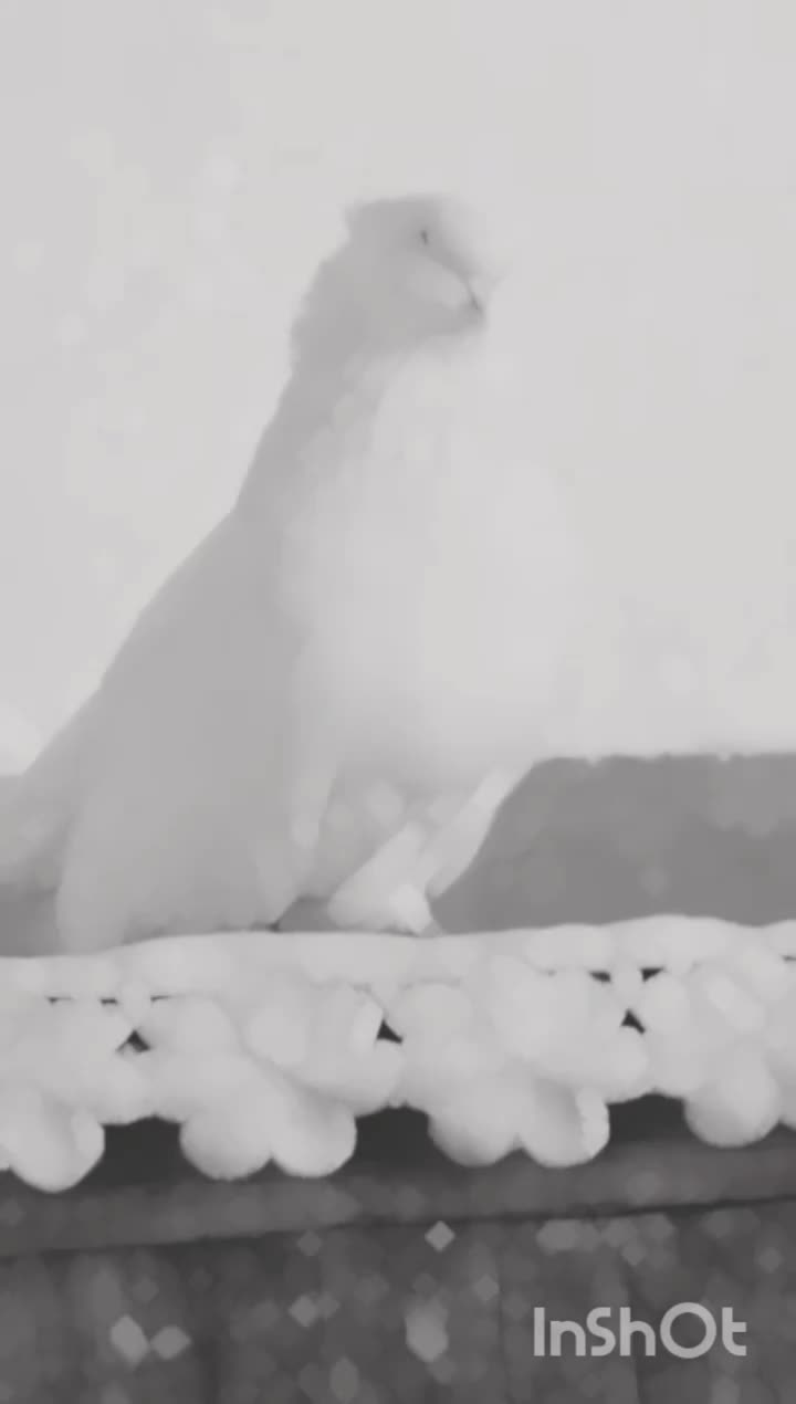 کبوتر تهرانی چش نوک|پرنده|شهرکرد, |دیوار