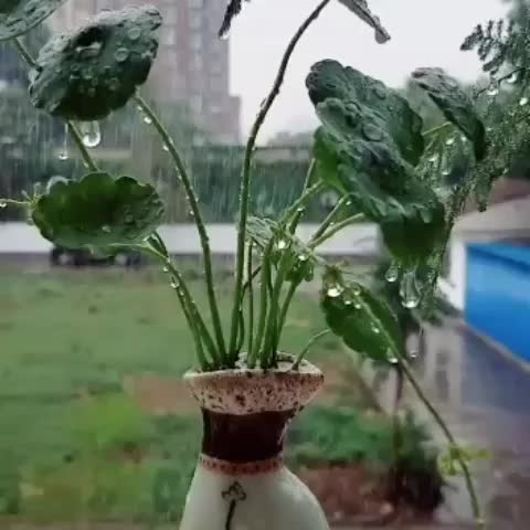 باغبانی حرفه ای|خدمات باغبانی و درختکاری|اهواز, بهارستان|دیوار