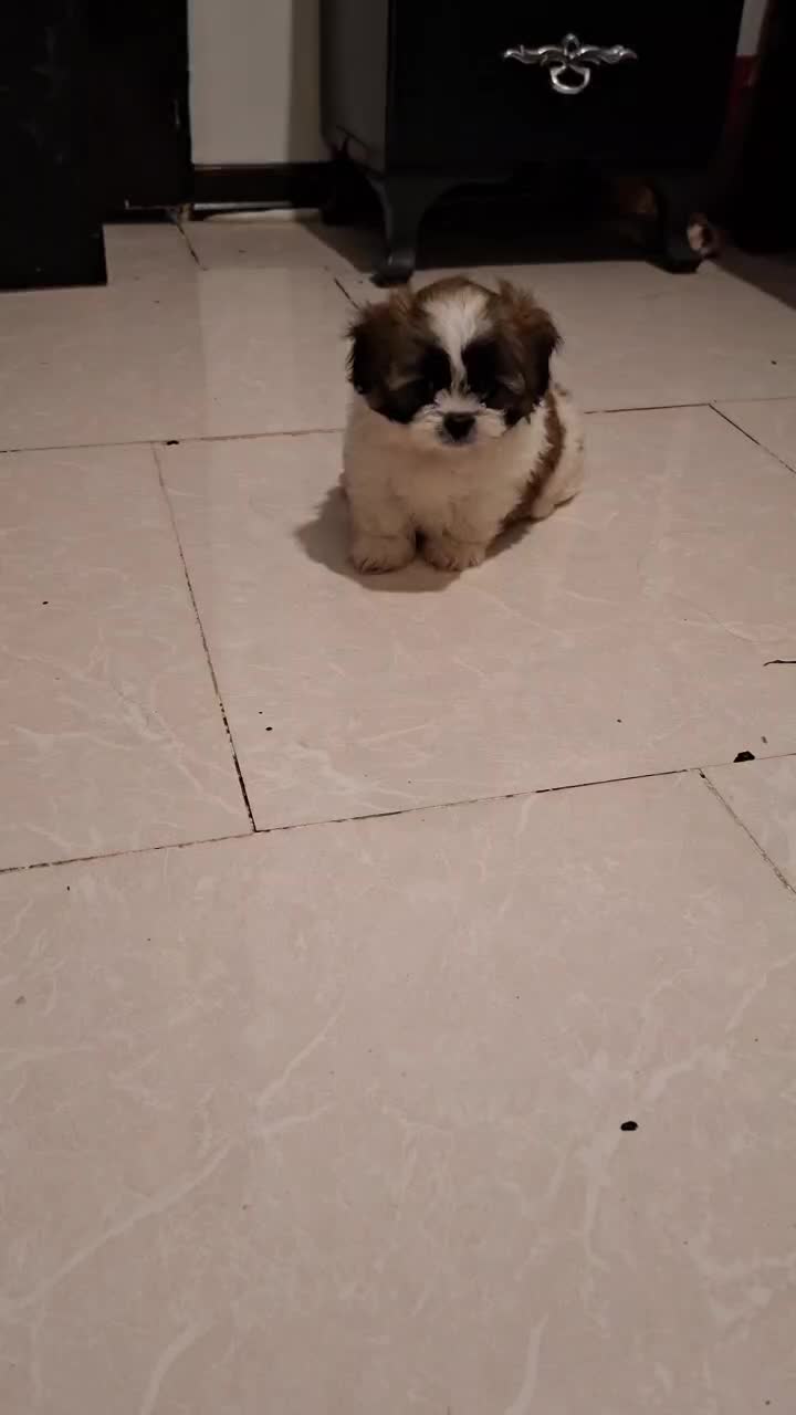 سگ پودل مالتز|سگ|پردیس, فاز ۱۱|دیوار